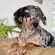 Catahoula Curs can become good house dogs.