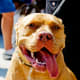 If you are a American Pit Bull Terrier, it may not help to smile.
