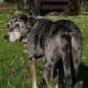 A Catahoula cur, one of the great American dog breeds.