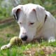American Pit Bull Terrier