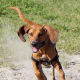 Redbone Coonhound puppy in a hurry.