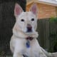 Carolina dog