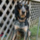 Bluetick Coonhounds have been mentioned in a lof of Country Music.