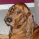 Redbone Coonhound.