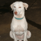 A Rajapalayam dog from the Tamil Nadu region of India.