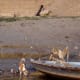 Pariah dogs can be found most places in India.