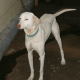Another Rajapalayam Hound in India.