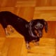 Dogs love getting constant attention from their human companions.