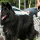 A Belgian Shepherd.