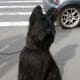 A Briard looks good in the country or in the city.