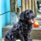A Bouvier puppy.