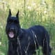 Giant Schnauzers are great for personal protection.