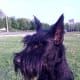Instead of driving cattle, the Giant Schnauzer now provides protection for his family.