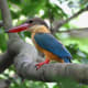 Stork-billed Kingfisher - Pelargopsis capensis