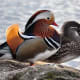 10-colourful-birds