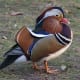 Mandarin Duck - Aix galericulata