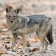 A Golden Jackal, one of the breeds used to develop the Sulimov dog.