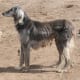 five-dog-breeds-from-russia