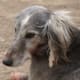 five-dog-breeds-from-russia
