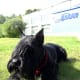 five-dog-breeds-from-russia