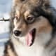 This is similar to the Lapp dogs used to develop the Sulimov dog.