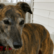 Greyhound Dog