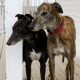 Two Greyhounds