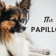 Papillons are not able to do everything. They just think they can.