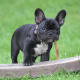 French Bulldogs are known to be adorably goofy.