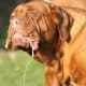 The Dogue de Bordeaux is known to slobber at times!
