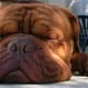 A Dogue de Bordeaux.