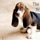 Basset Hounds will run off if following a good scent.