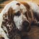Classic Basset Hound expression.