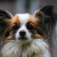 Papillons are inquisitive dogs.