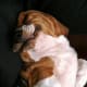 Basset Hounds like to sleep.