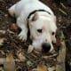 A Dogo Argentino.