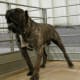 A Presa Canario.
