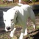 A Dogo Argentino looking like a guard.