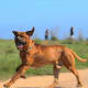 The Japanese Tosa is a big dog.