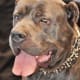 Cane Corso look like guard dogs even when smiling.