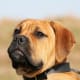 Five Large Dog Breeds That Don't Bark Much - PetHelpful - By fellow ...