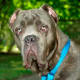 Cane Corso are sometimes affected with ectropion, an eyelid disease.