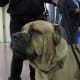 Cane Corso are sometimes seen in a fawn color.