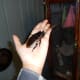 Hissing cockroach on my hand