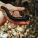 African millipede on hand.