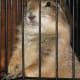 Prairie dog in a cage.