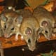 Turkish spiny mice.