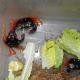 Halloween land crab eating lettuce.