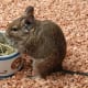 Degu eating dried grass.