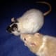 Small animals like gerbils, mice and rats crave companionship.